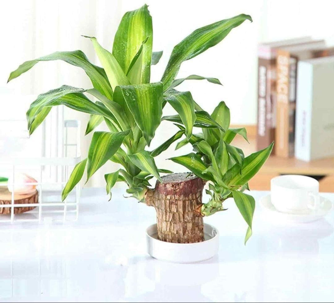 Brazilian Lucky Wood Plant (Pack of 2)